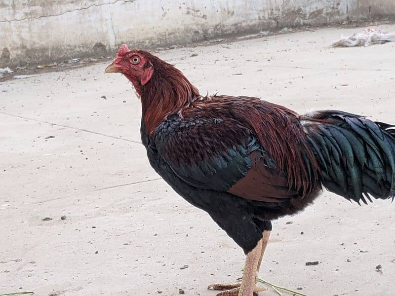 Aseel roosters available for sale 17