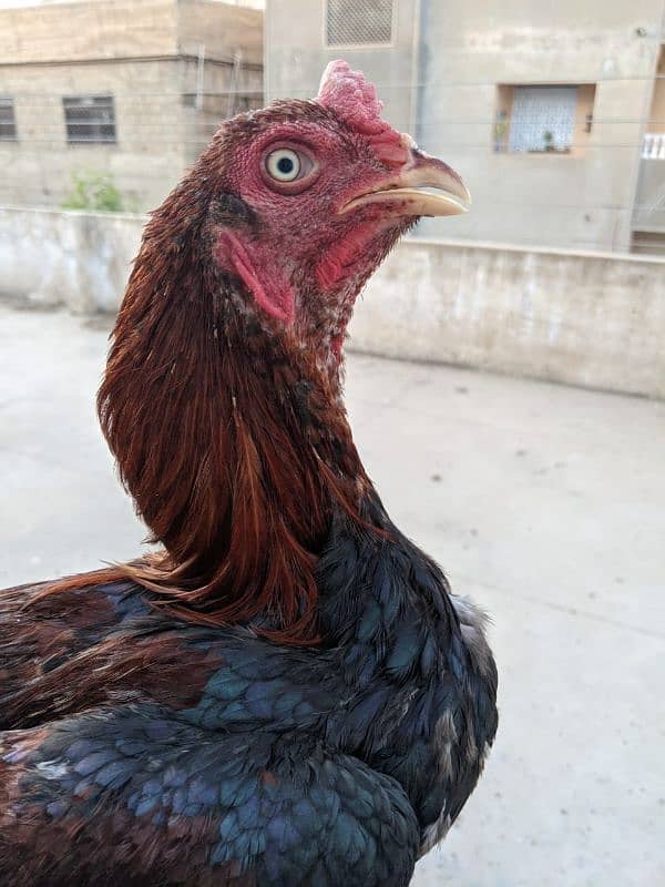 Aseel roosters available for sale 19