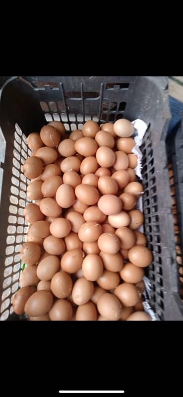 lohmann brown eggs 0