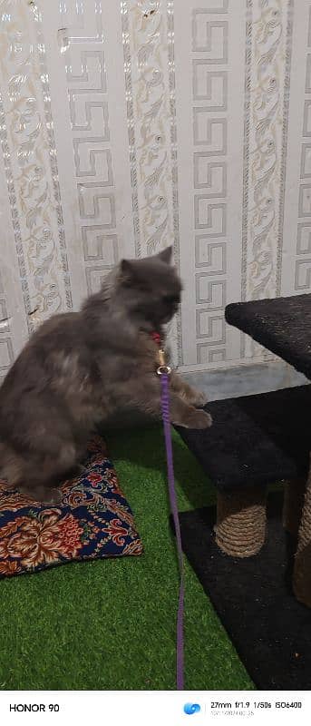 Persian pair for sale 1