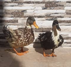 Duck Pair 1