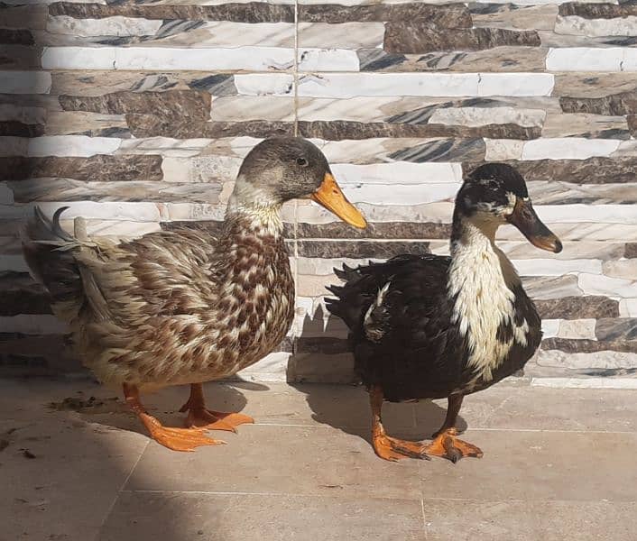 Duck Pair 1 1