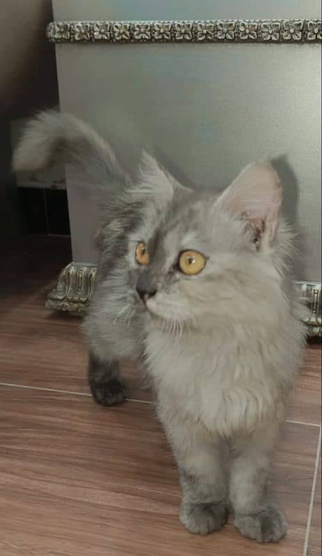 Persian triple cote kitten,age 90 days 1