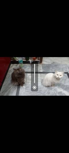 Grey male cat 1.5 years available in Rs. 5000