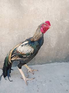 High Quality Aseel Roosters for Sale Sawa Jhawa and Cheena