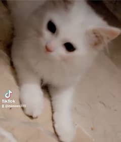 Persian male kitten 4 month old litter train vaccinated