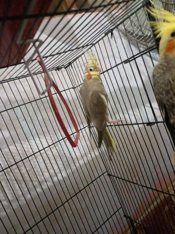 cockatiel parrot nail Tel fly all ok good healthy 1