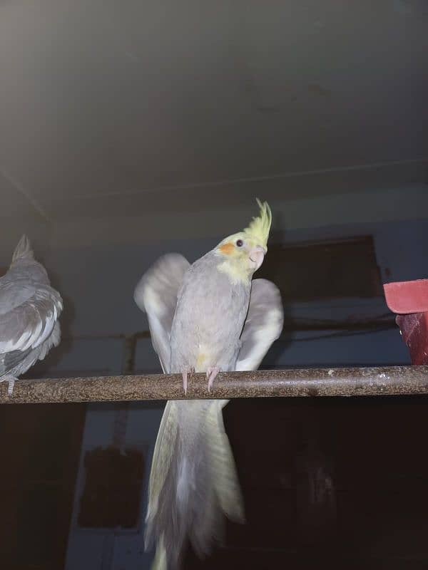 cockatiel parrot nail Tel fly all ok good healthy 4