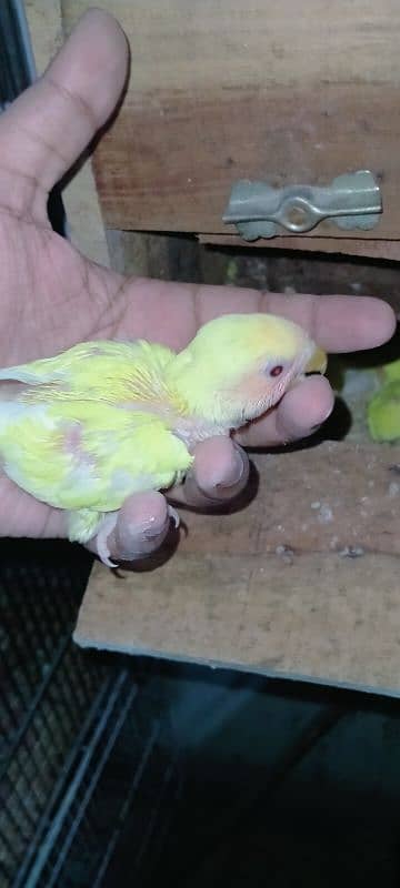 Love birda Hand tame chicks 1