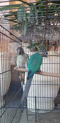 Blue turquoise conure