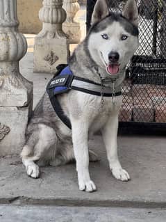 siberian husky male for stud