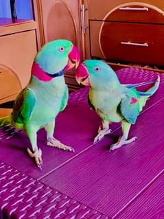 raw parrot  for sale hand tame talking raw 03071344412