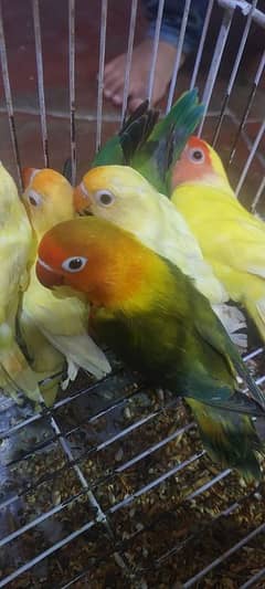 all colour love bird wholesale rate