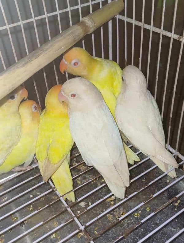 all colour love bird wholesale rate pr ps 1