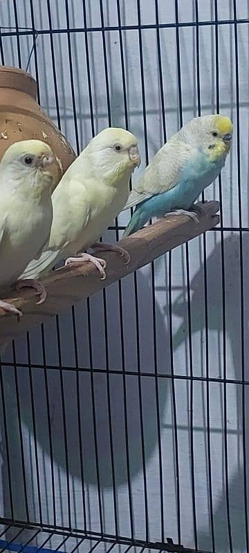 all colour love bird wholesale rate pr ps 5