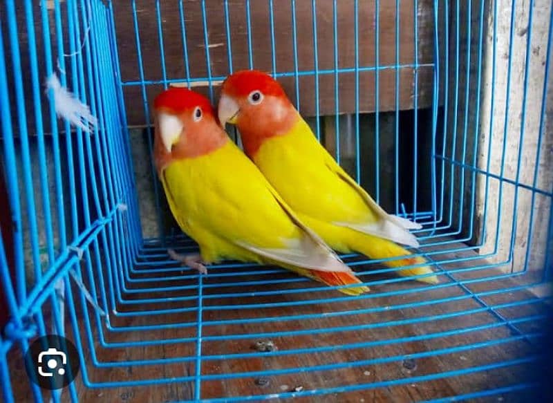 all colour love bird wholesale rate pr ps 6