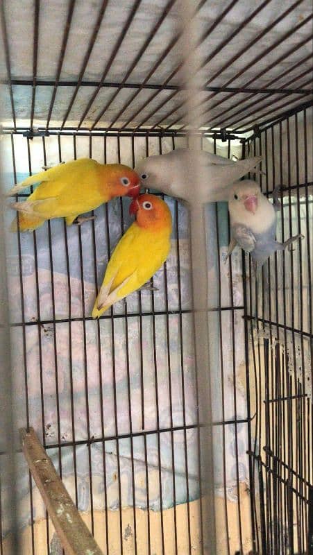 all colour love bird wholesale rate pr ps 7