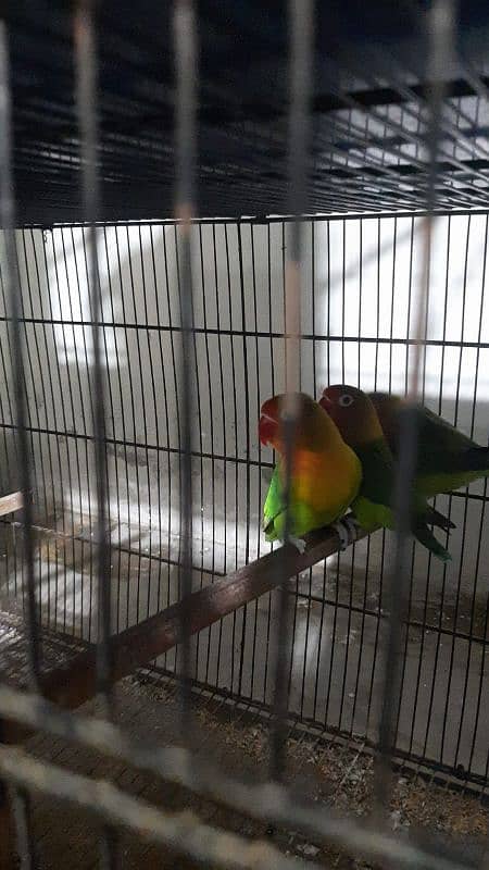 all colour love bird wholesale rate pr ps 8