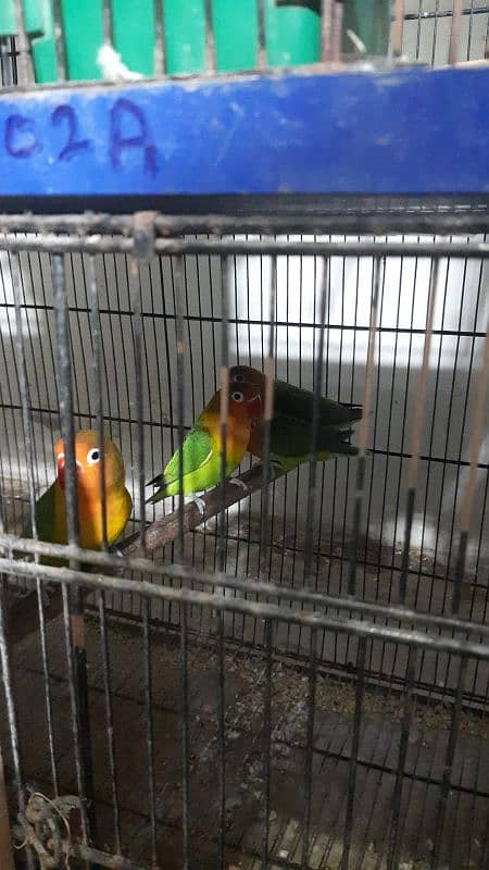 all colour love bird wholesale rate pr ps 9