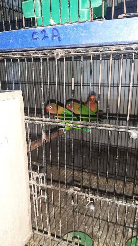 all colour love bird wholesale rate pr ps 10