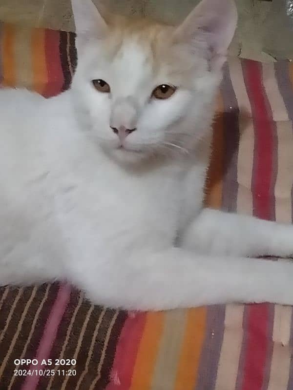 Turkish Angora 3