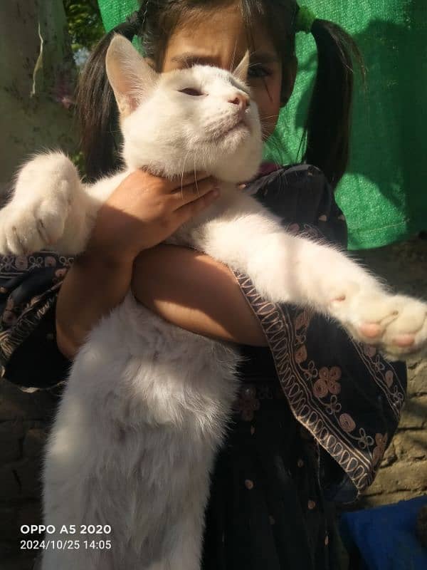 Turkish Angora 6