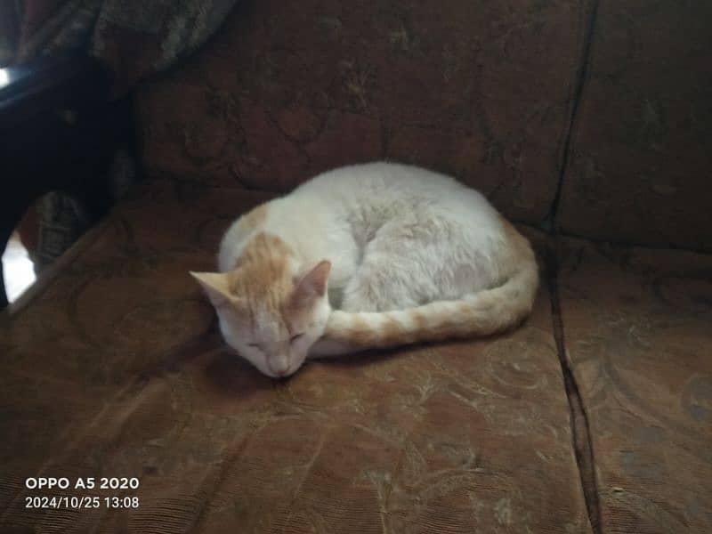 Turkish Angora 7