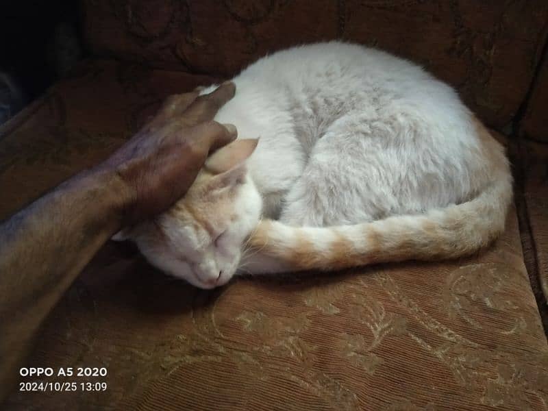 Turkish Angora 8