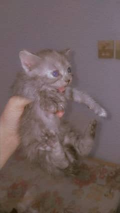 Persian Cat with new born babies.