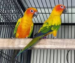 sun conure Breeder pair fly tamed with dna card contact no. 03367337058