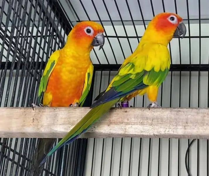 sun conure Breeder pair fly tamed with dna card contact no. 03367337058 0