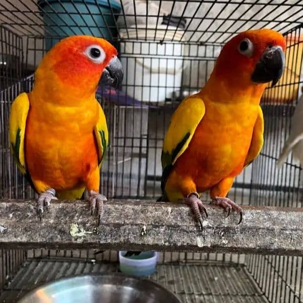 sun conure Breeder pair fly tamed with dna card contact no. 03367337058 1