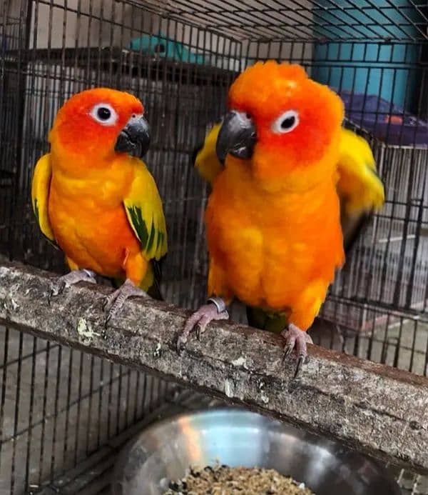 sun conure Breeder pair fly tamed with dna card contact no. 03367337058 2