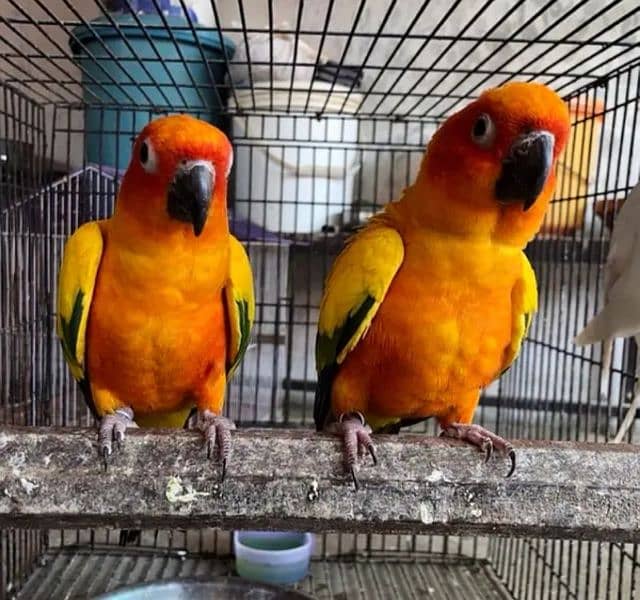 sun conure Breeder pair fly tamed with dna card contact no. 03367337058 3