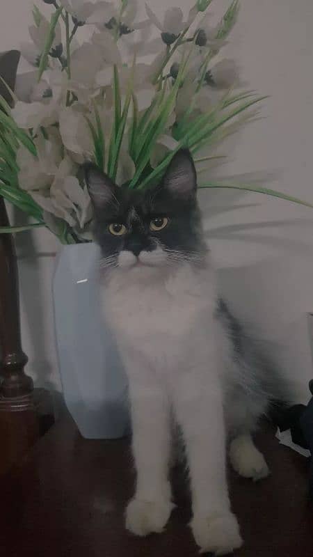 Persian cat with kitten double coat urgent sell 0