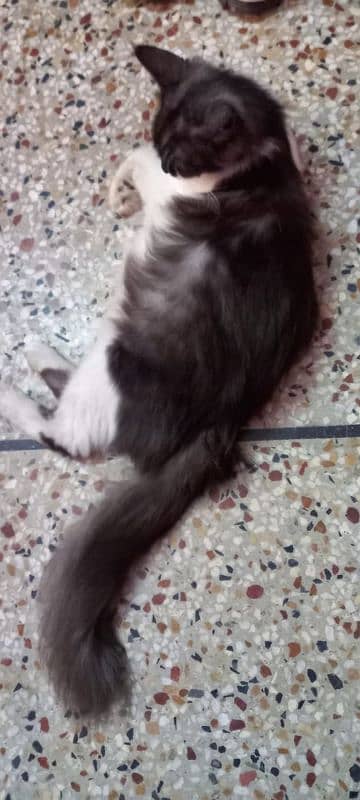 Persian cat with kitten double coat urgent sell 1