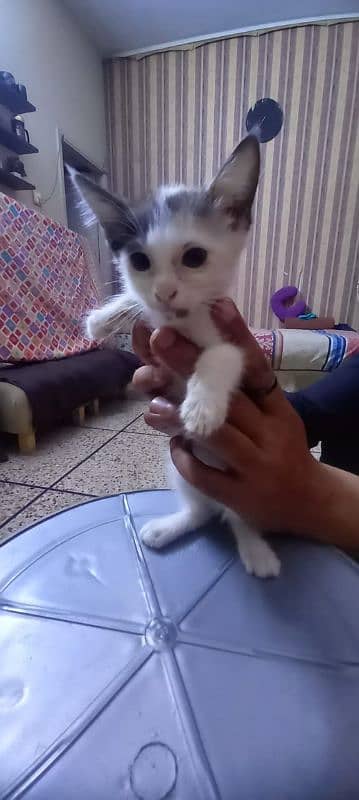 Persian cat with kitten double coat urgent sell 3