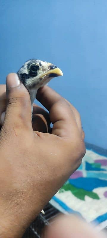 1 month barmi+benet chicks. 4