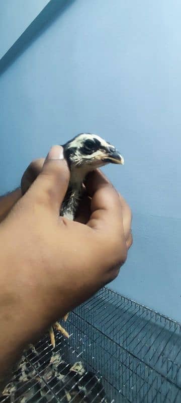 1 month barmi+benet chicks. 6