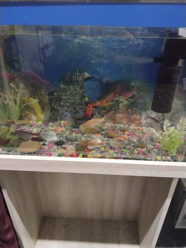 fish aquarium 0