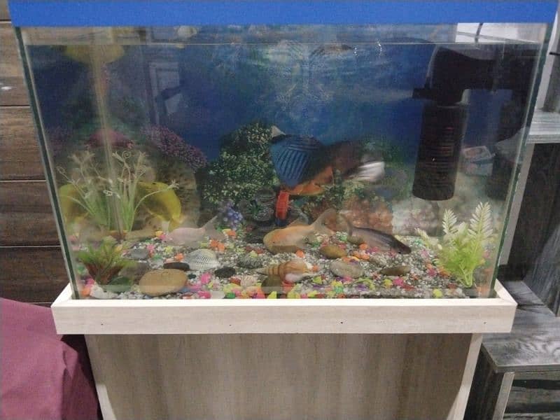 fish aquarium 1