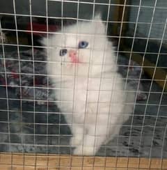 pure white Persian male kitten triple coat