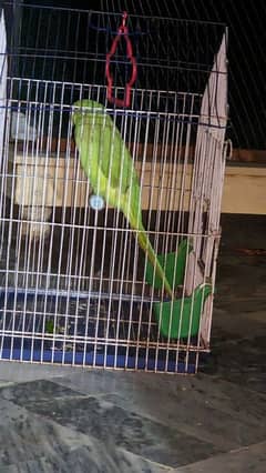 green ringneck