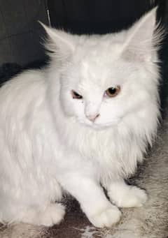 Trained White Persian Cat for Sale