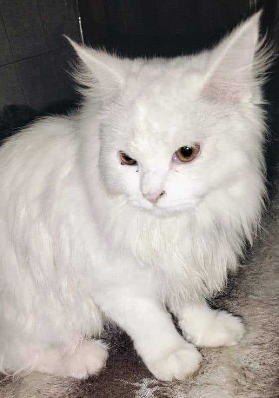 Trained White Persian Cat for Sale 0