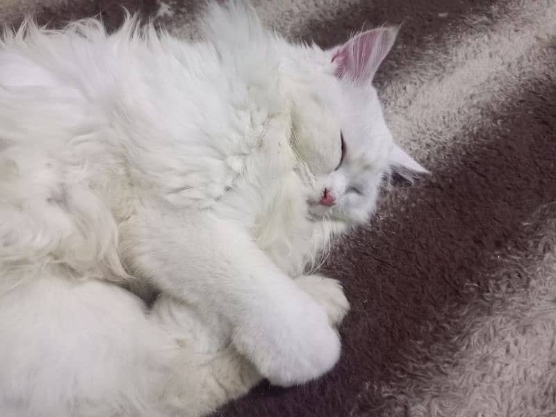 Trained White Persian Cat for Sale 1