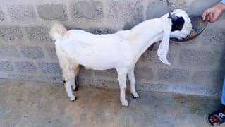 Gulabi Abluck bakra for sale full active 03162918168