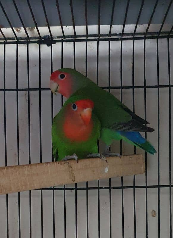 Love Birds 4 Sale 0