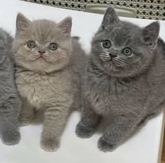 British shorthair