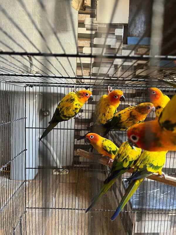 Sun Conures 2